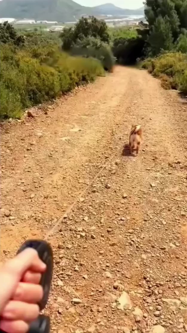 Dog Bottle